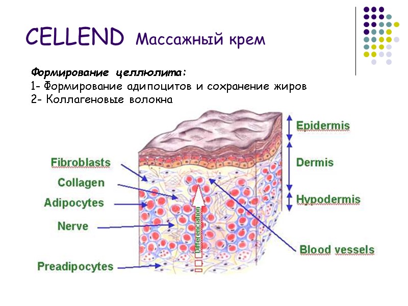 Формирование целлюлита: 1- Формирование адипоцитов и сохранение жиров 2- Коллагеновые волокна CELLEND Массажный крем